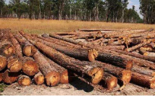 安哥拉原产地卡宾达树皮立刻见效嘛？