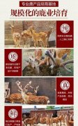 怎样才能买到货真价实疗效显著的纯正梅花鹿鹿鞭丸？​