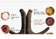 新鲜的鹿茸多少钱一克
