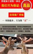 【福建南平】鹿场的鹿鞭膏是真的吗